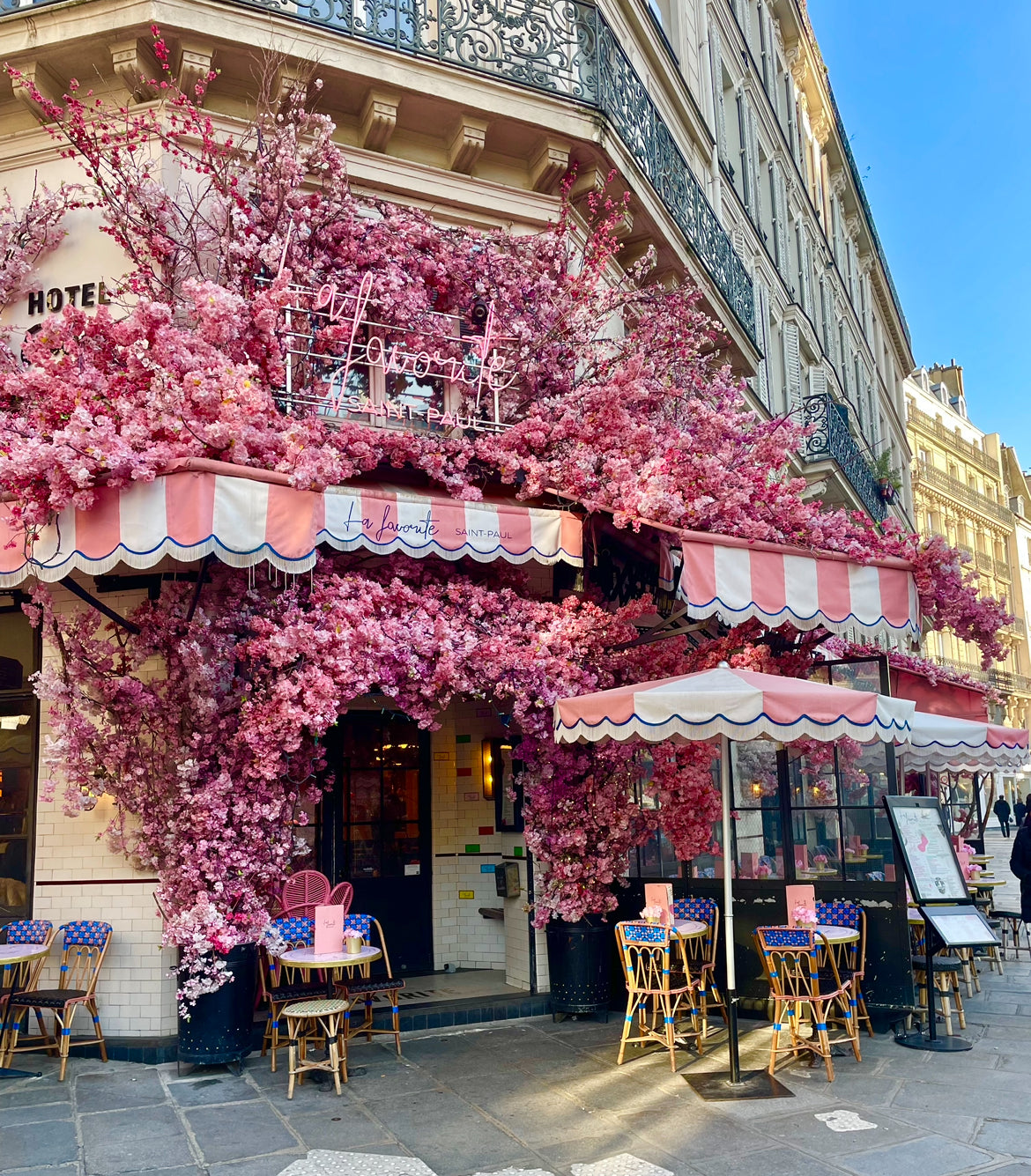 rose pink blooming flowers cafe in paris france